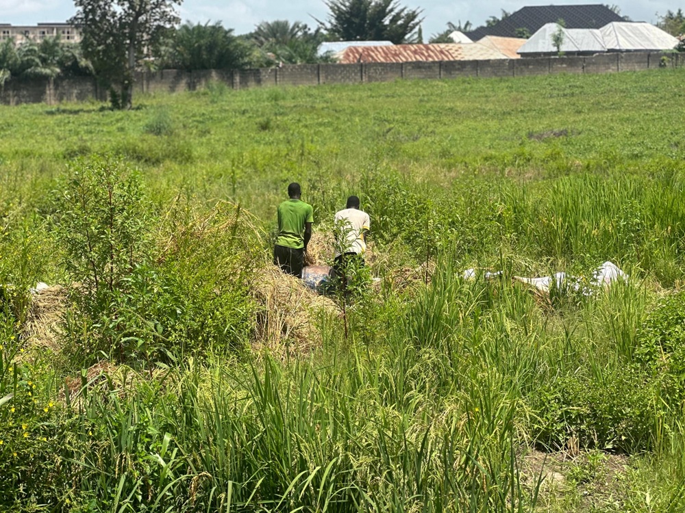 EDC RICE FARM HARVESTING (1)
