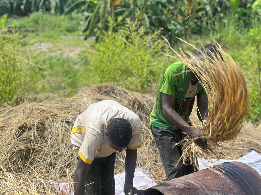 EDC RICE FARM HARVESTING (11)