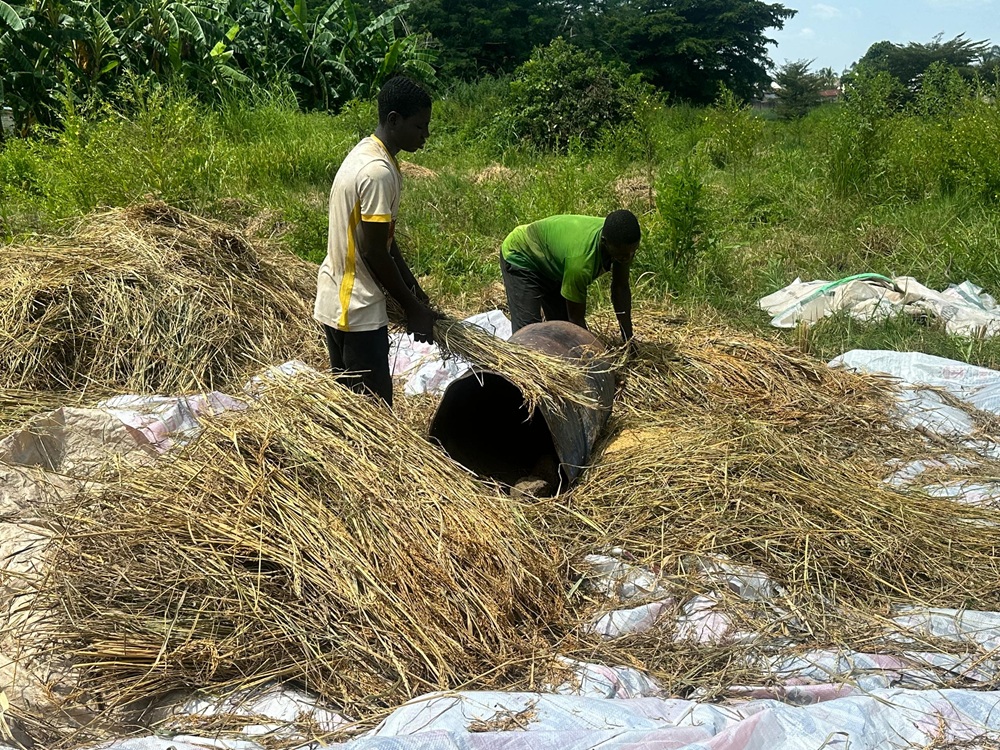 EDC RICE FARM HARVESTING (12)