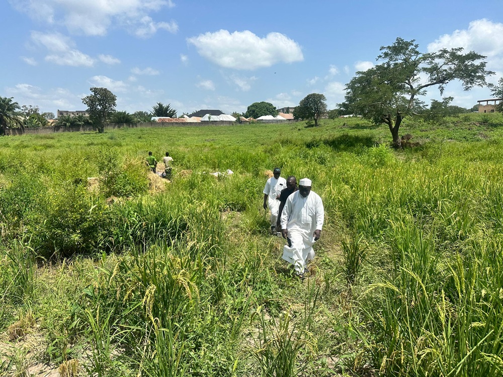EDC RICE FARM HARVESTING (3)