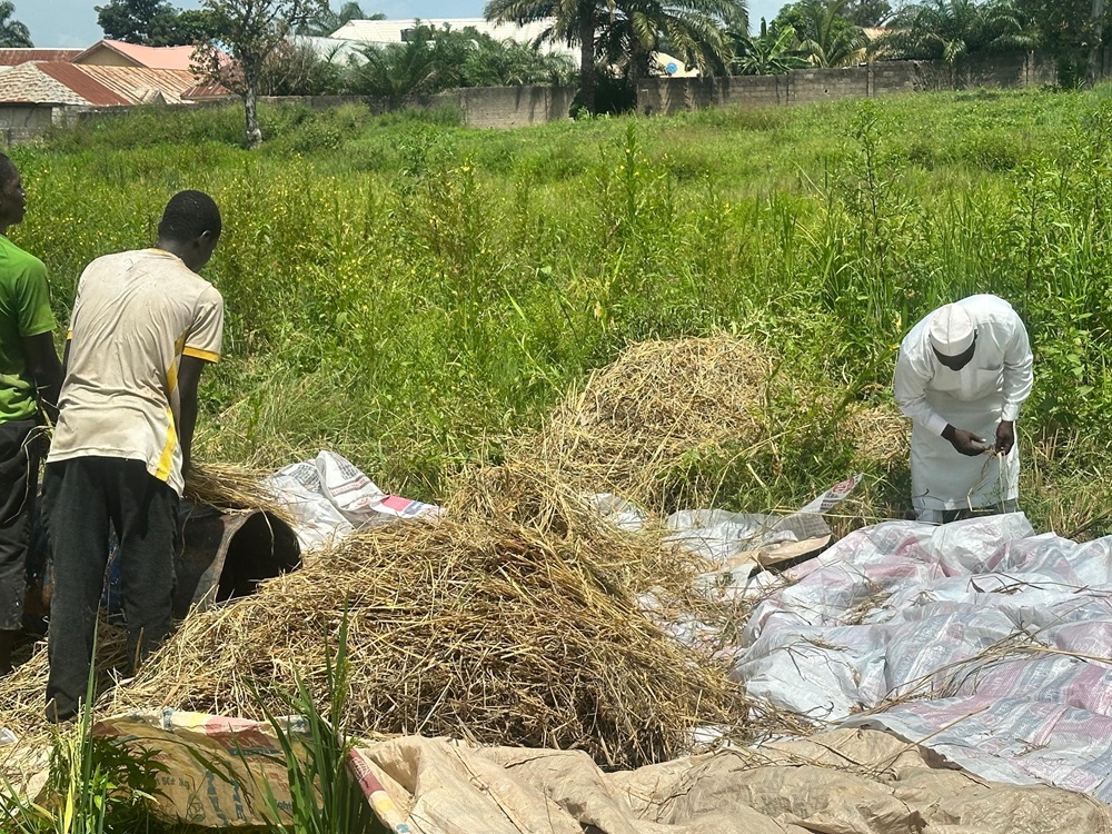 EDC RICE FARM HARVESTING (4)