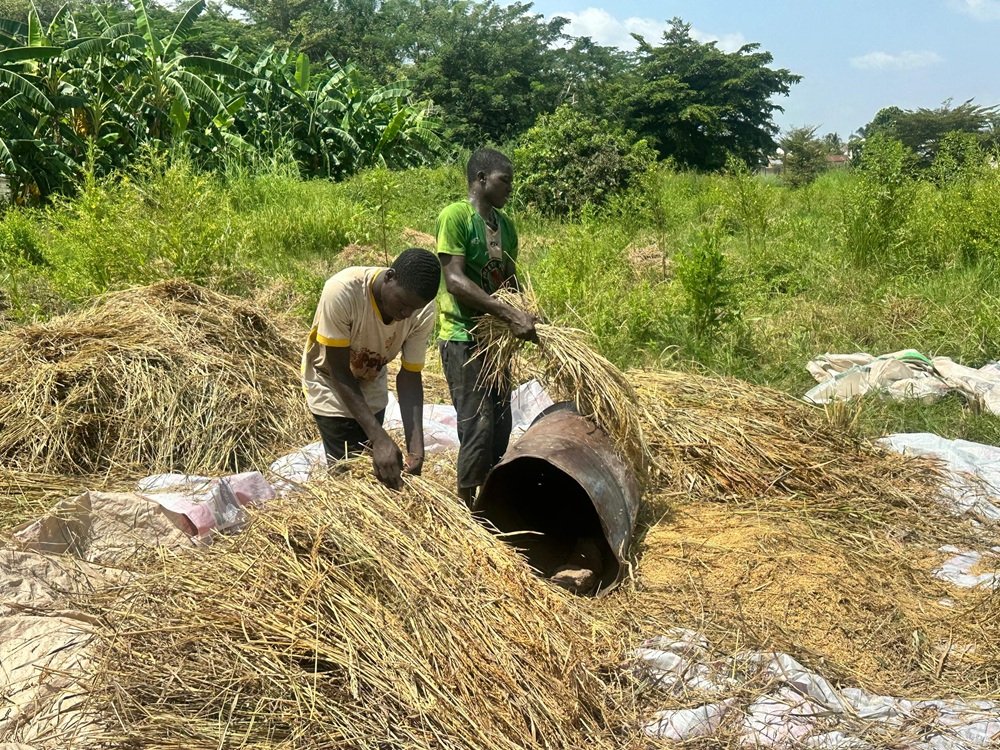 EDC RICE FARM HARVESTING (6)