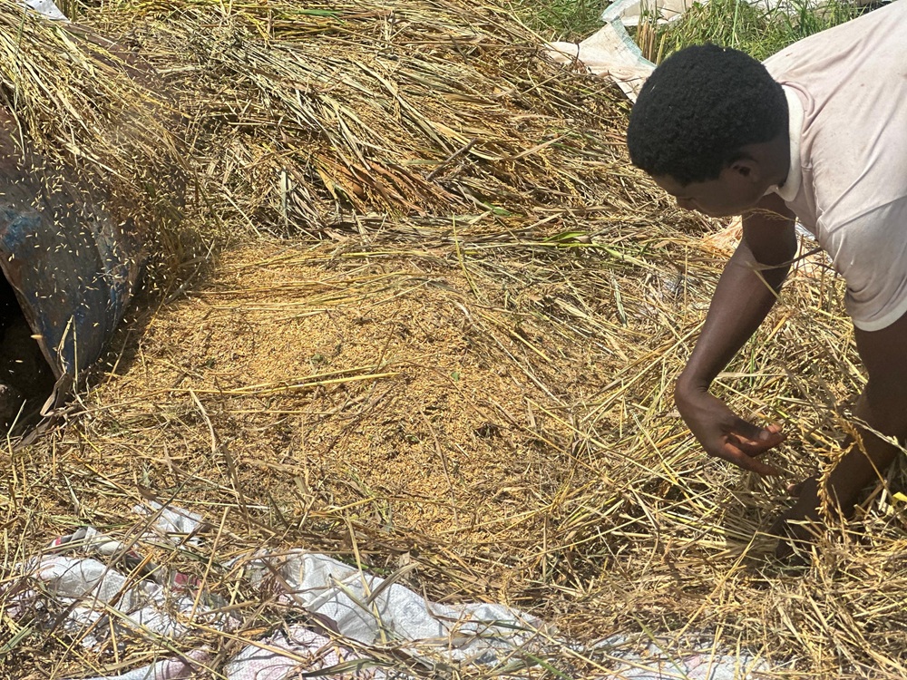 EDC RICE FARM HARVESTING (7)